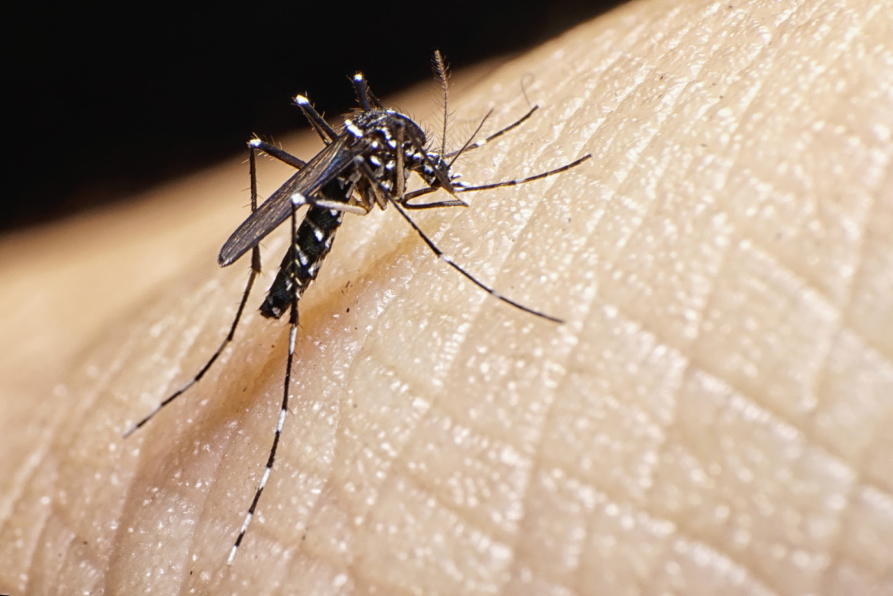 Zika Mosquito 64020541_Medium
